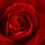 800px-Small_Red_Rose-620x240