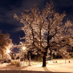 winter-trees-night-christmas-wallpaper-hd-wide